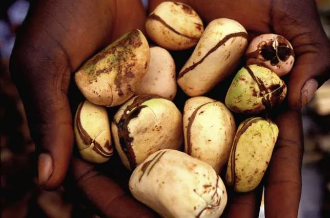 Does bitter kola nut help with diabetes? Let's find out!