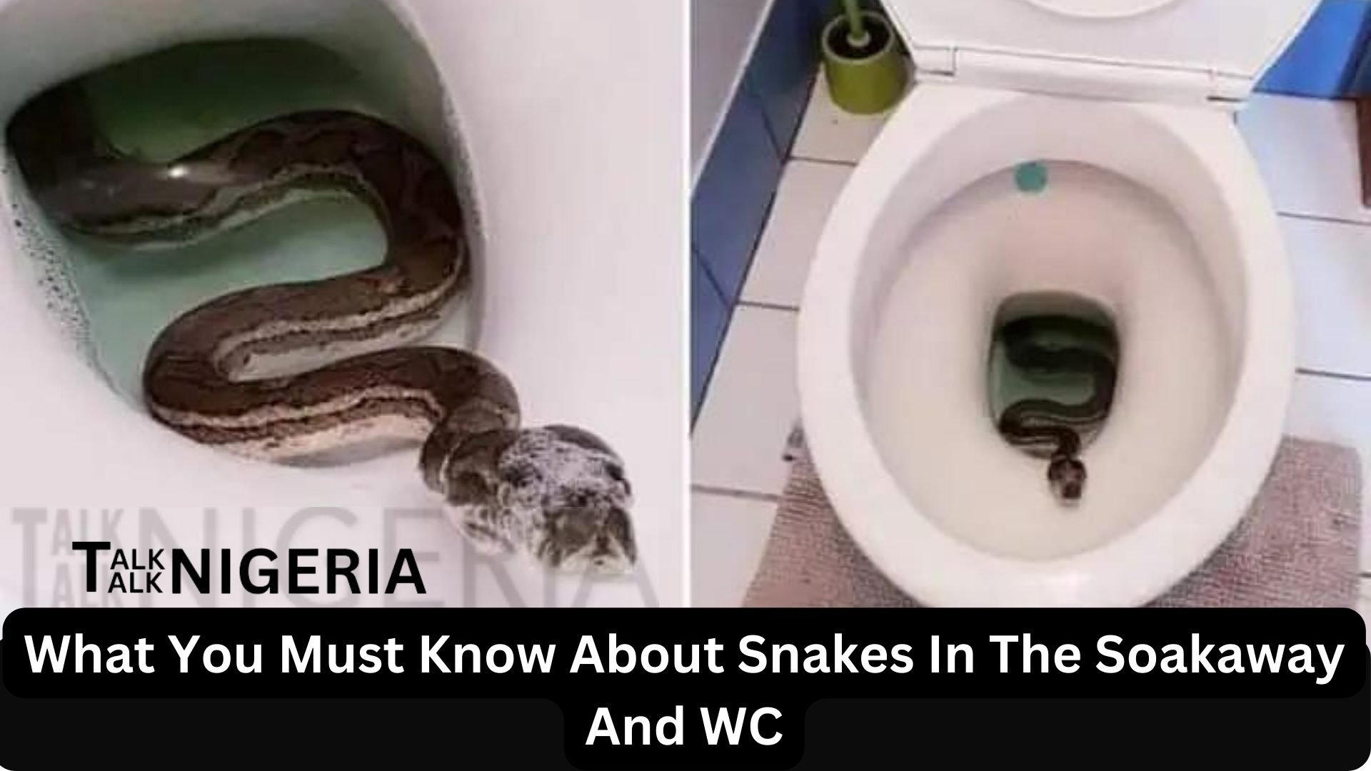 What You Must Know About Snakes In The Soakaway And WC