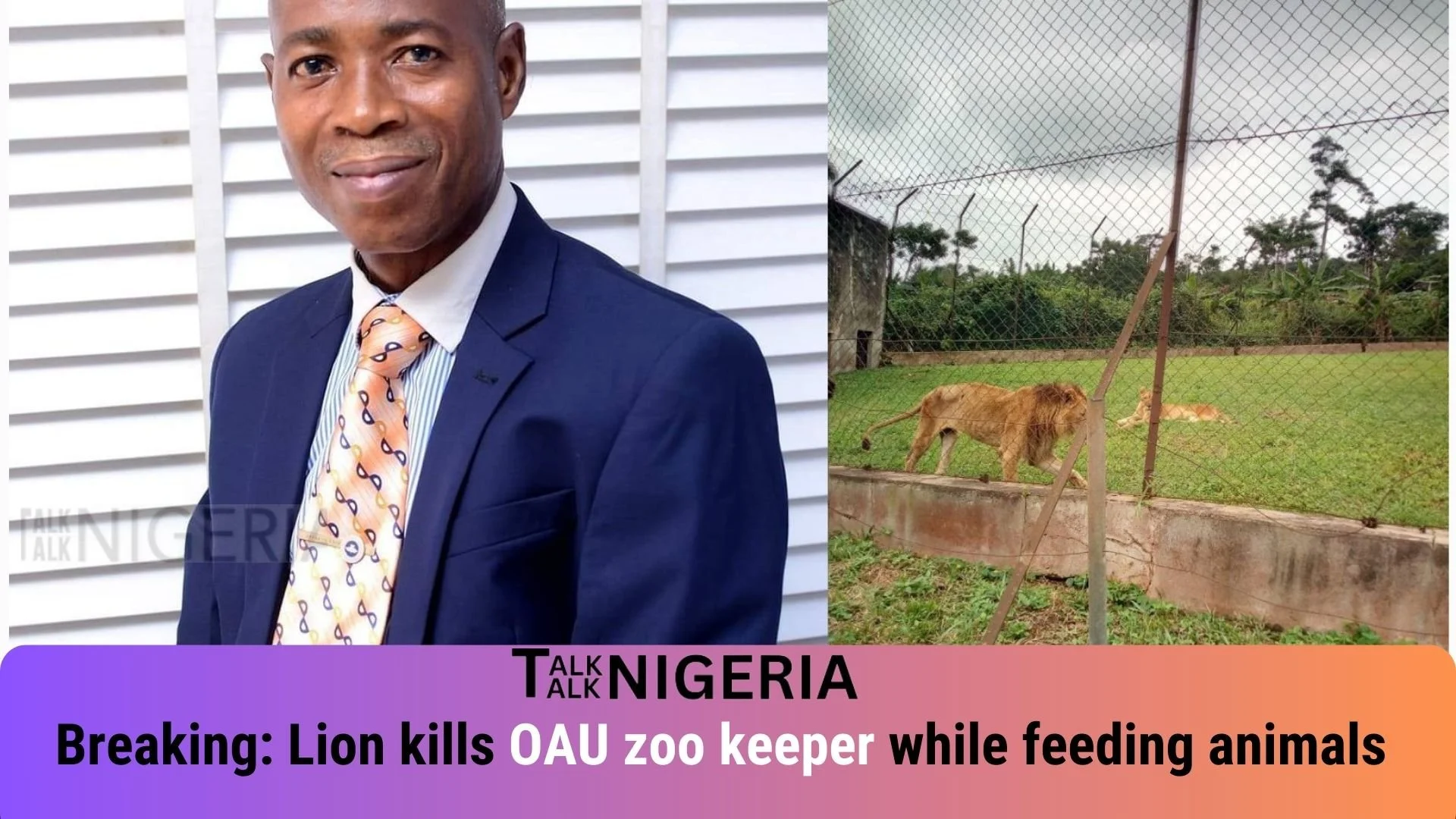 Breaking: Lion kills OAU zoo keeper while feeding animals (Video)