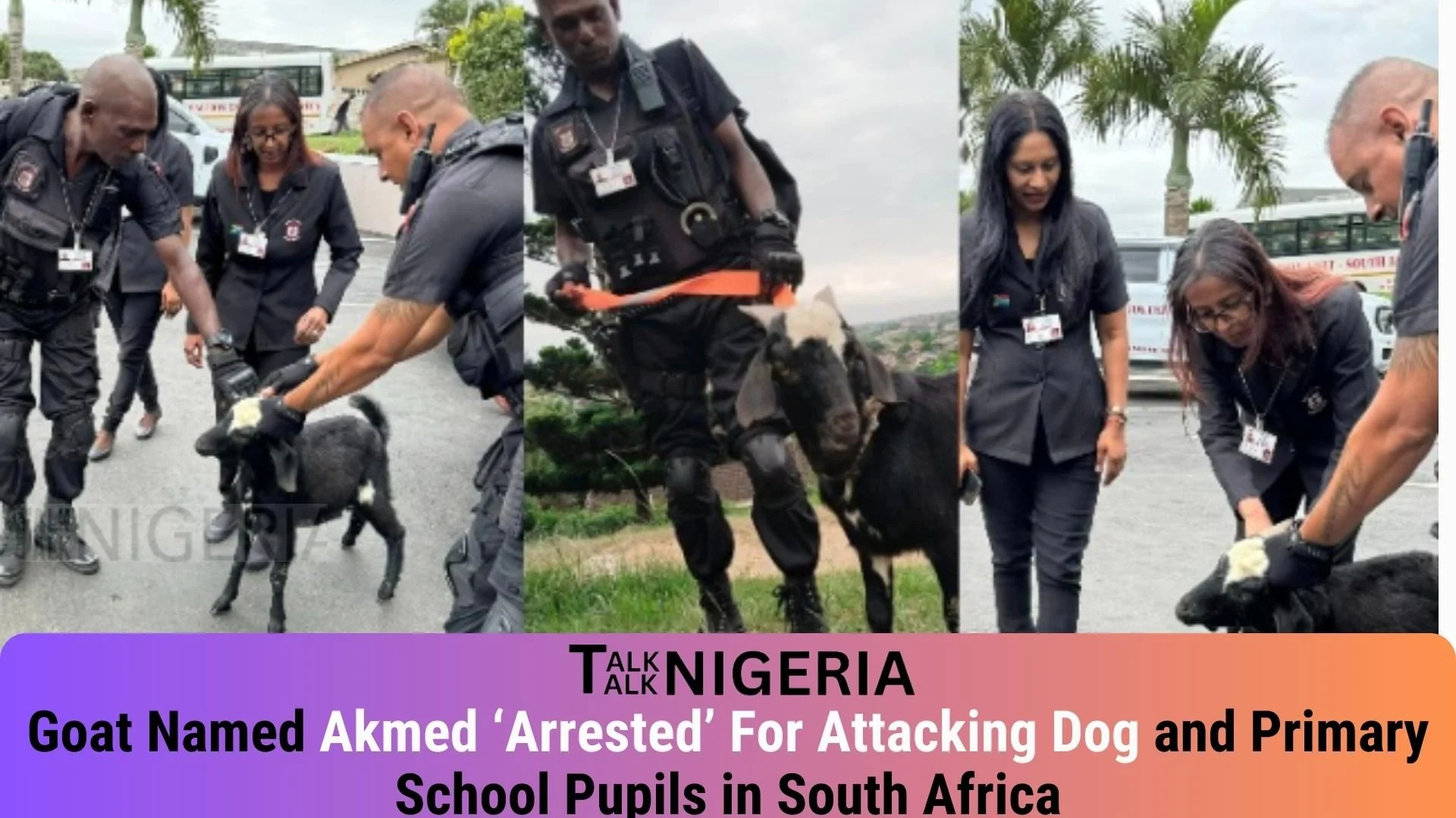 Goat Named Akmed ‘Arrested’ For Attacking Dog and Primary School Pupils in South Africa
