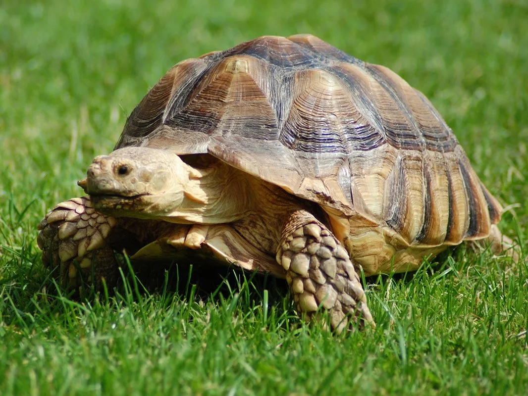 Woman Arrested For Using Tortoise To Threaten HR Manager Over Unpaid Salary