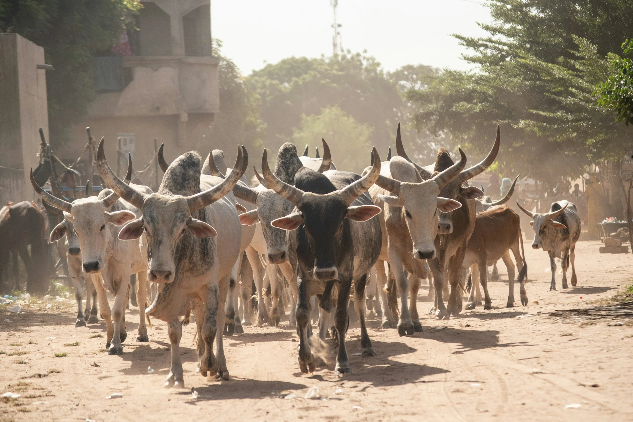 Benue's Ranching Argument Is Really About Consent, Land and Trust