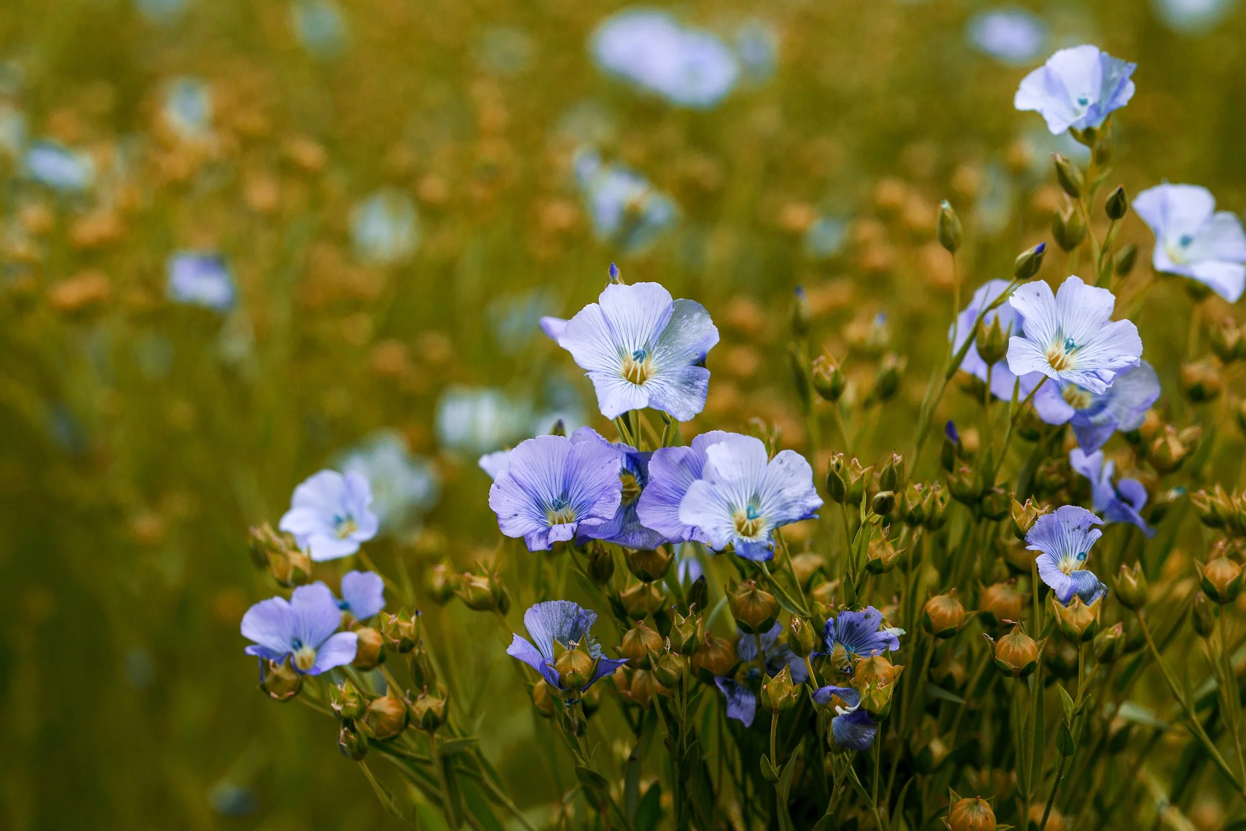 Flax: The Rising Star of the CHCx3 Revolution in UK Agriculture