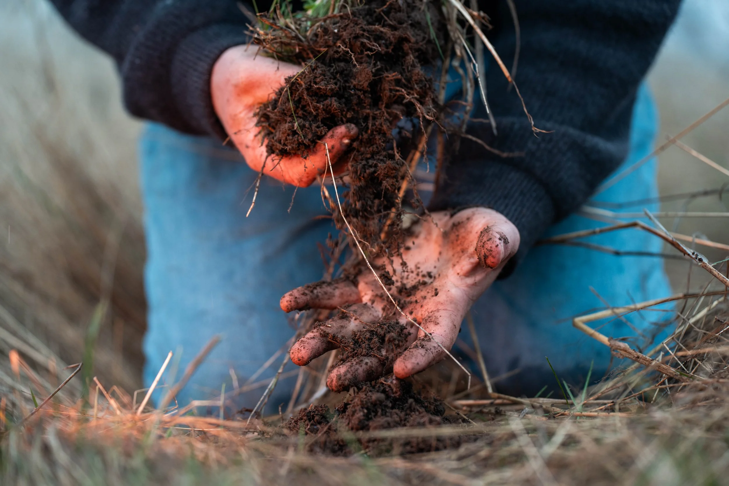 Carbon Sequestration Potential of Hemp