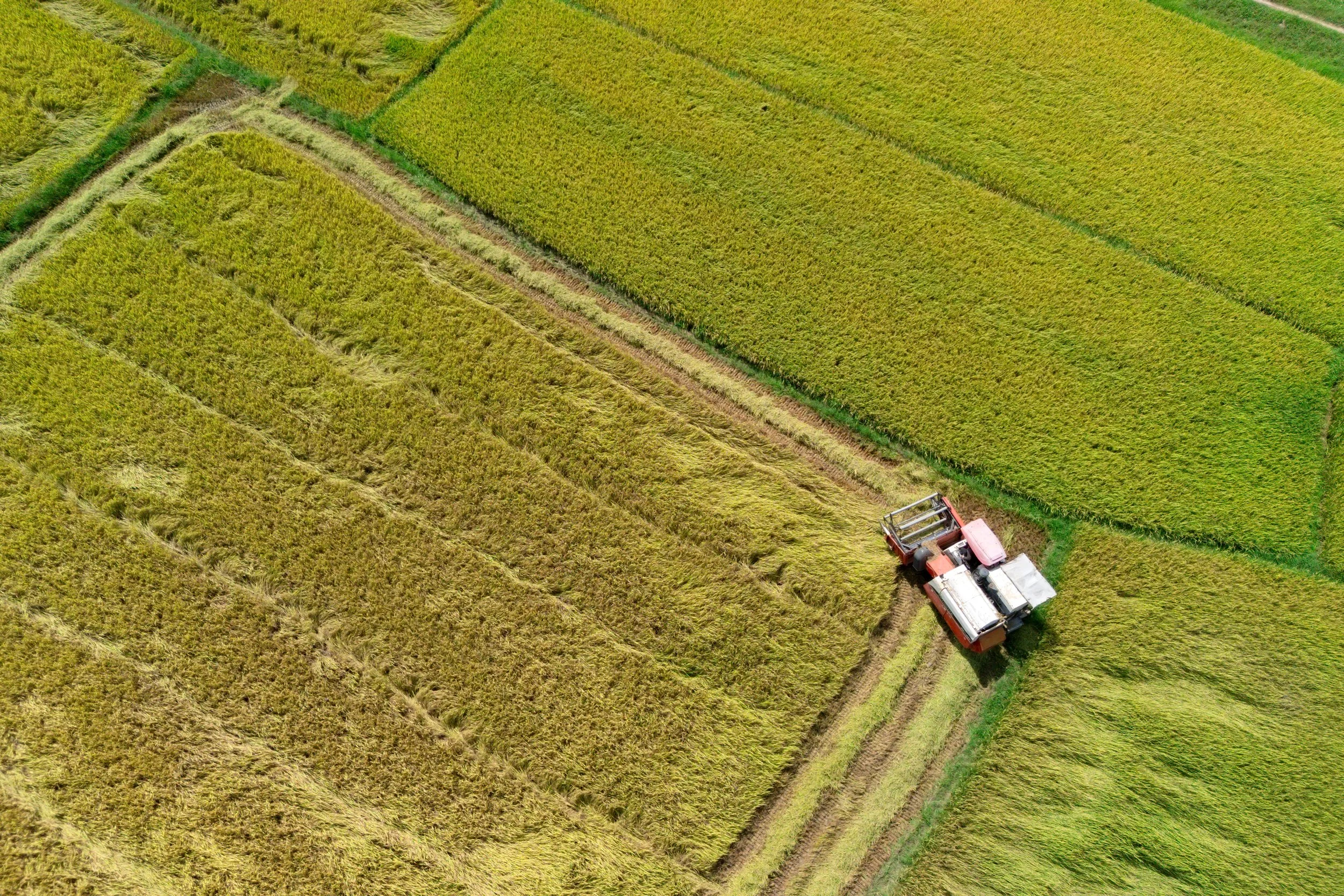 What are Cover Crops