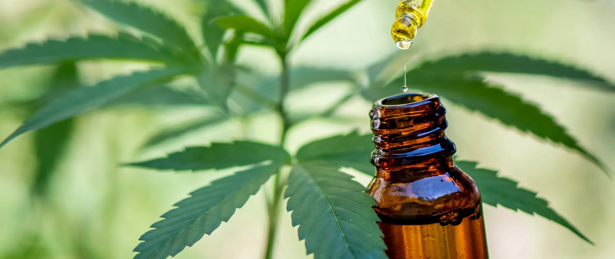 0.2% to 0.3% THC: What the Delay Really Means for UK Hemp Farmers