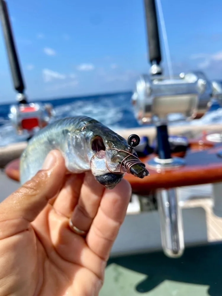 King Fish Best Rod And Reel For Spanish Mackerel King Mackerel