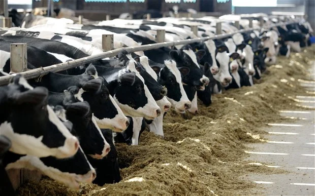 wisconsin manure spill.jpg