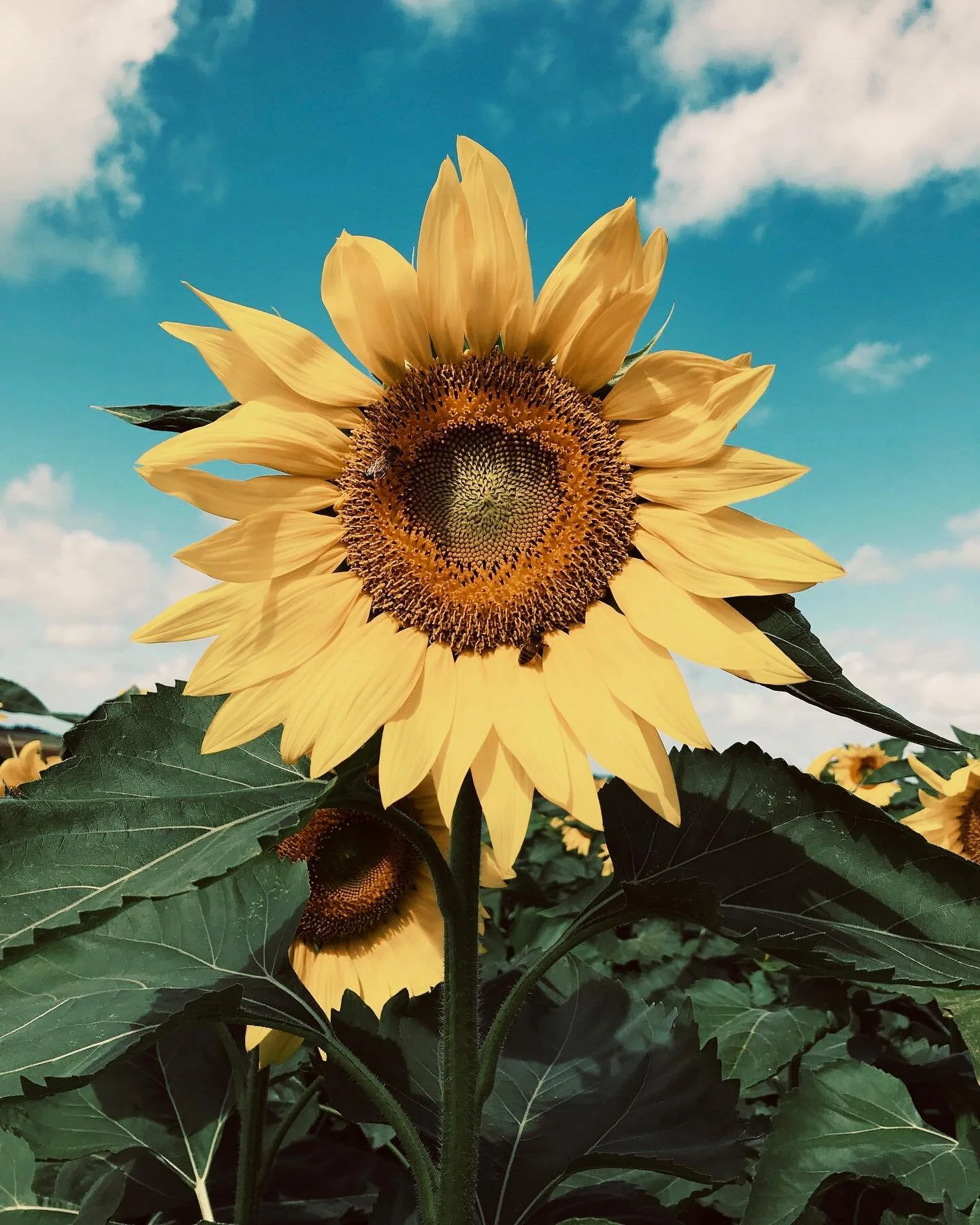 &ldquo;Take notice of what light does &mdash; to everything.&rdquo; ✨🌻✨ swipe for a before &amp; after 🦋 in her natural habitat || Leaning into creative flow lately, savoring the process + ignoring the noise. One of my favorite muses always inspiri