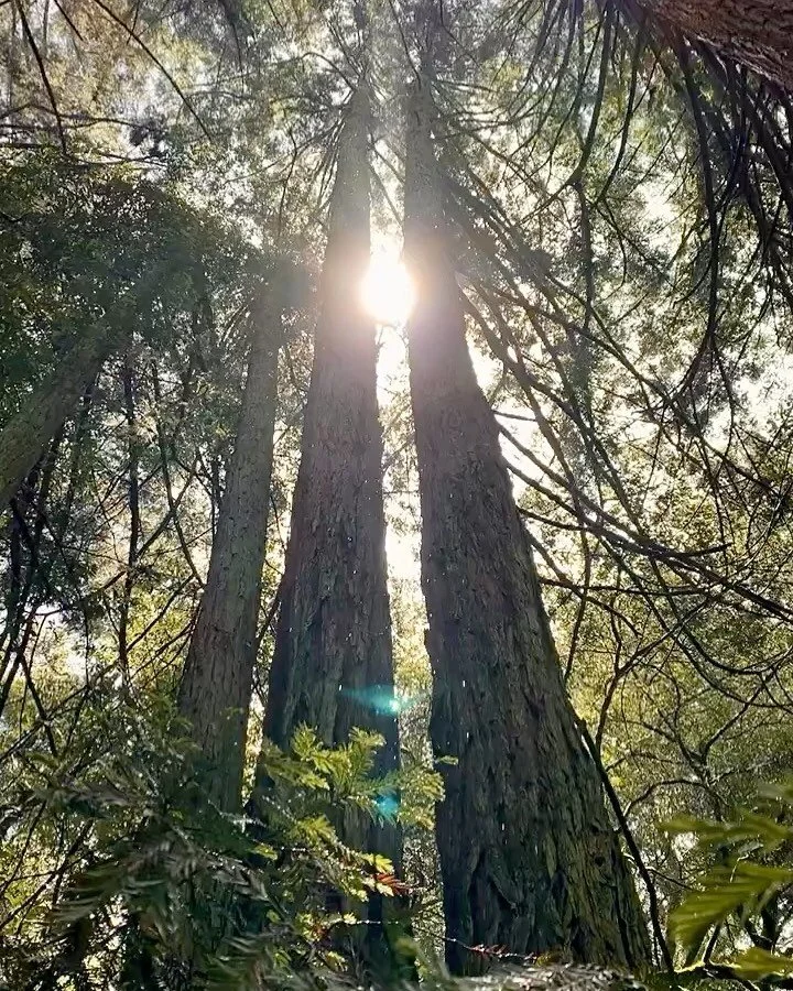 Every day is #EarthDay 🌱 swipe to see an earth angel IRL 👼🏽🥰✨ #grateful to bask in life&rsquo;s simple wonders.