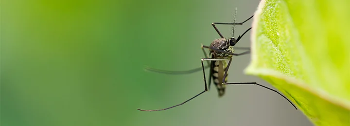 Mosquito in yard