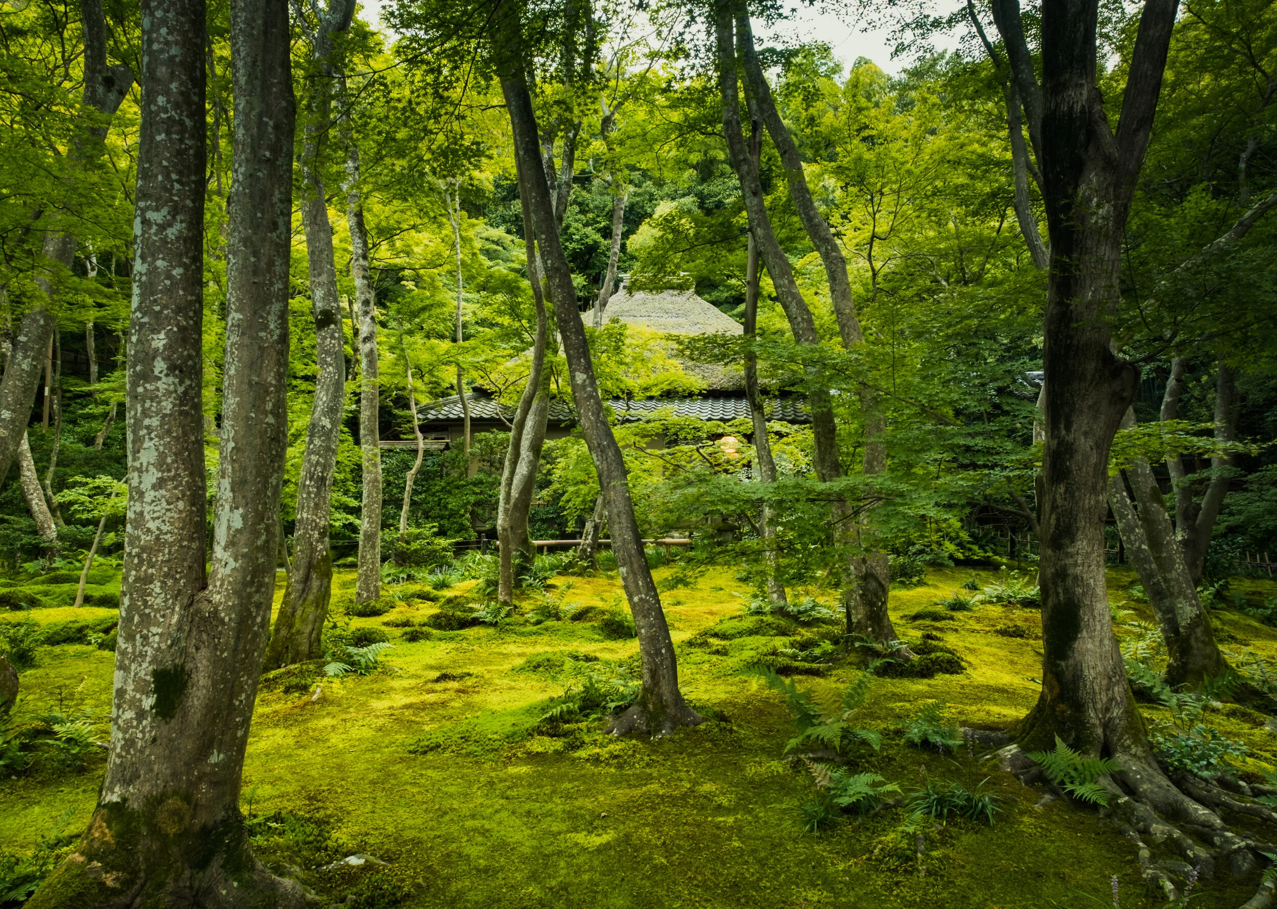 DSCF6232-2.jpg