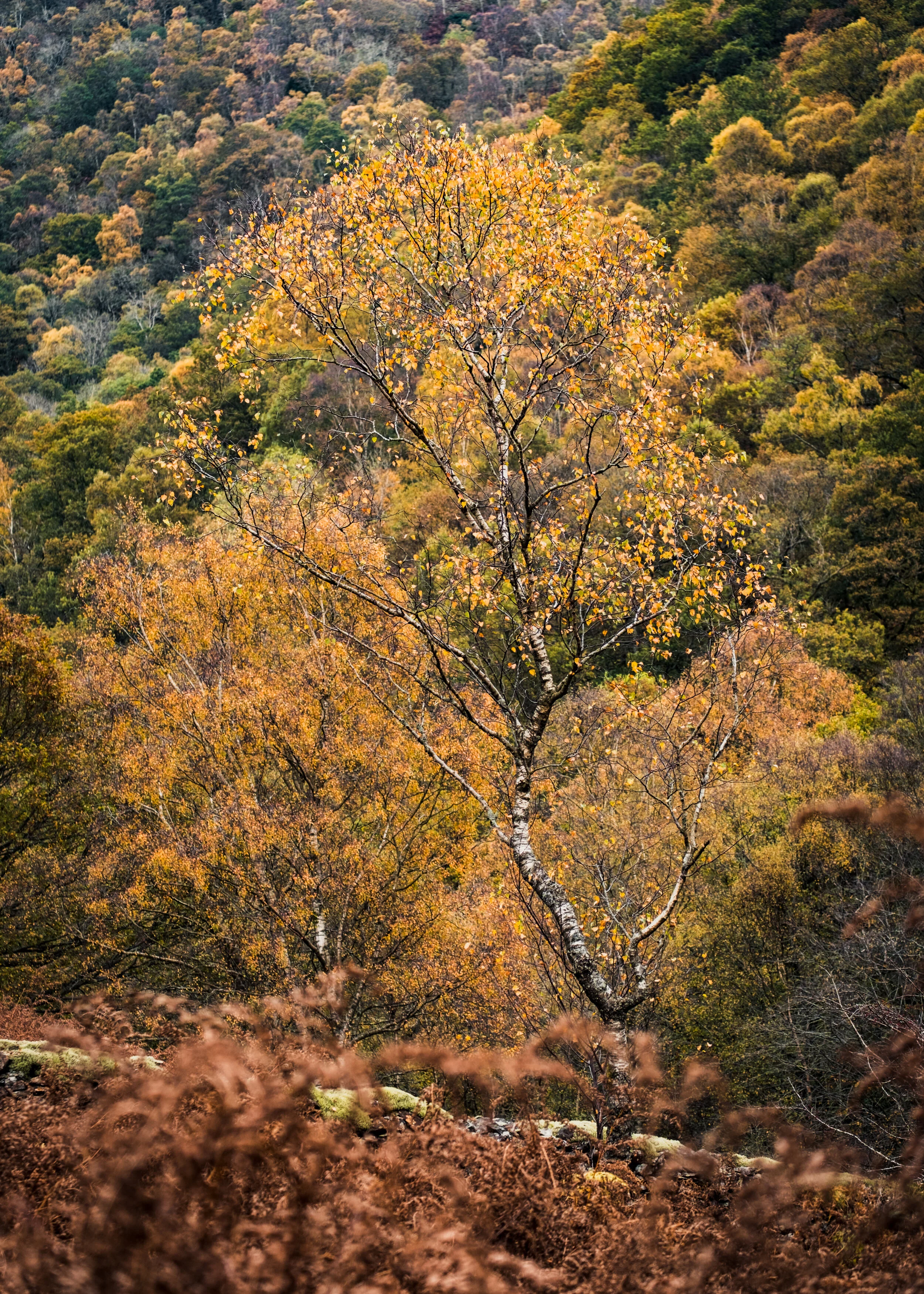 DSCF2588.jpg