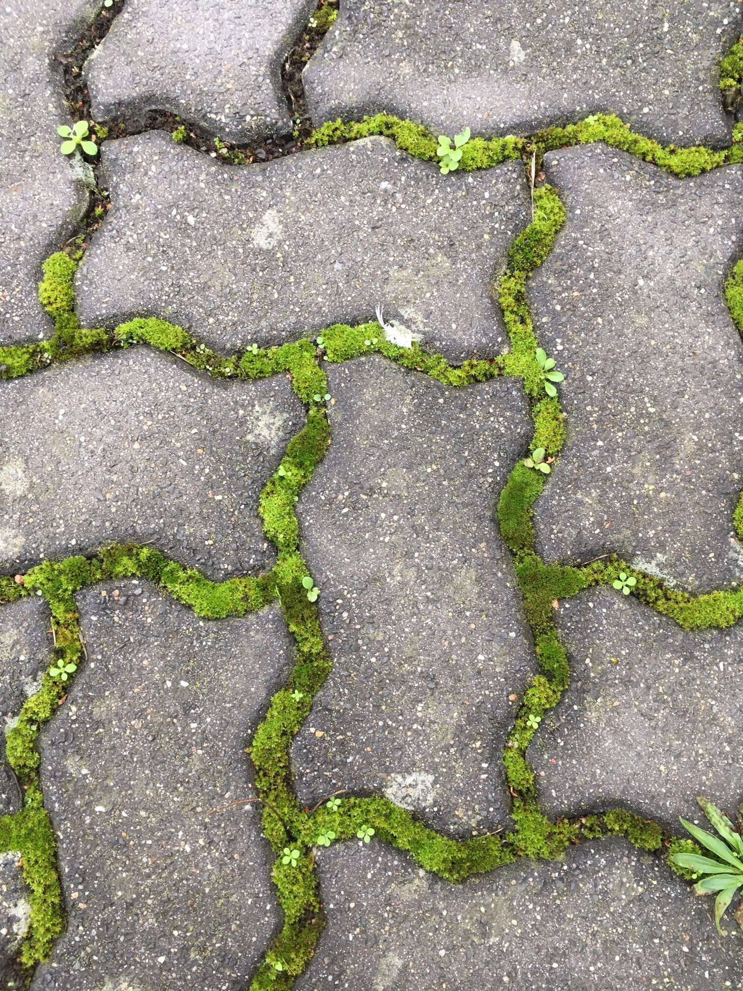 Mos vindt altijd een weg naar het licht.&nbsp;