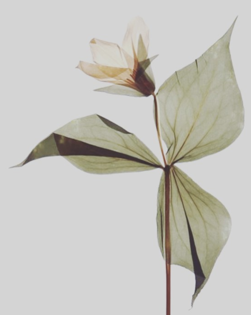 the-flower-comes-last.png