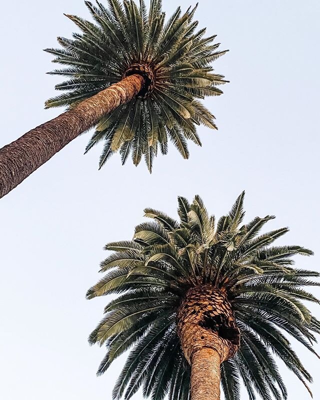 The quarantine life has really forced me to slow down &amp; look around. Have you noticed anything cool on your neighborhood strolls? 🌴