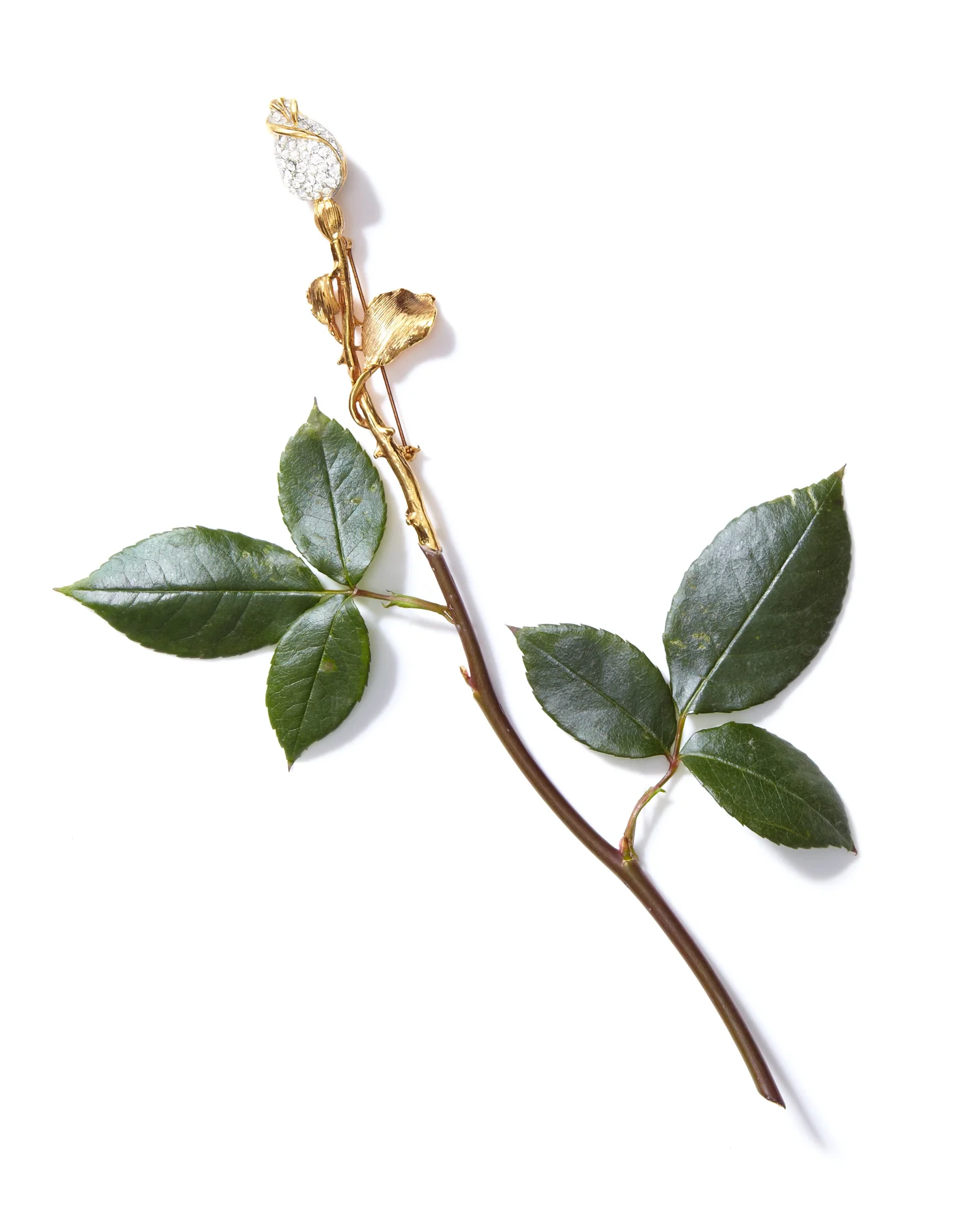 roses 1.jpg