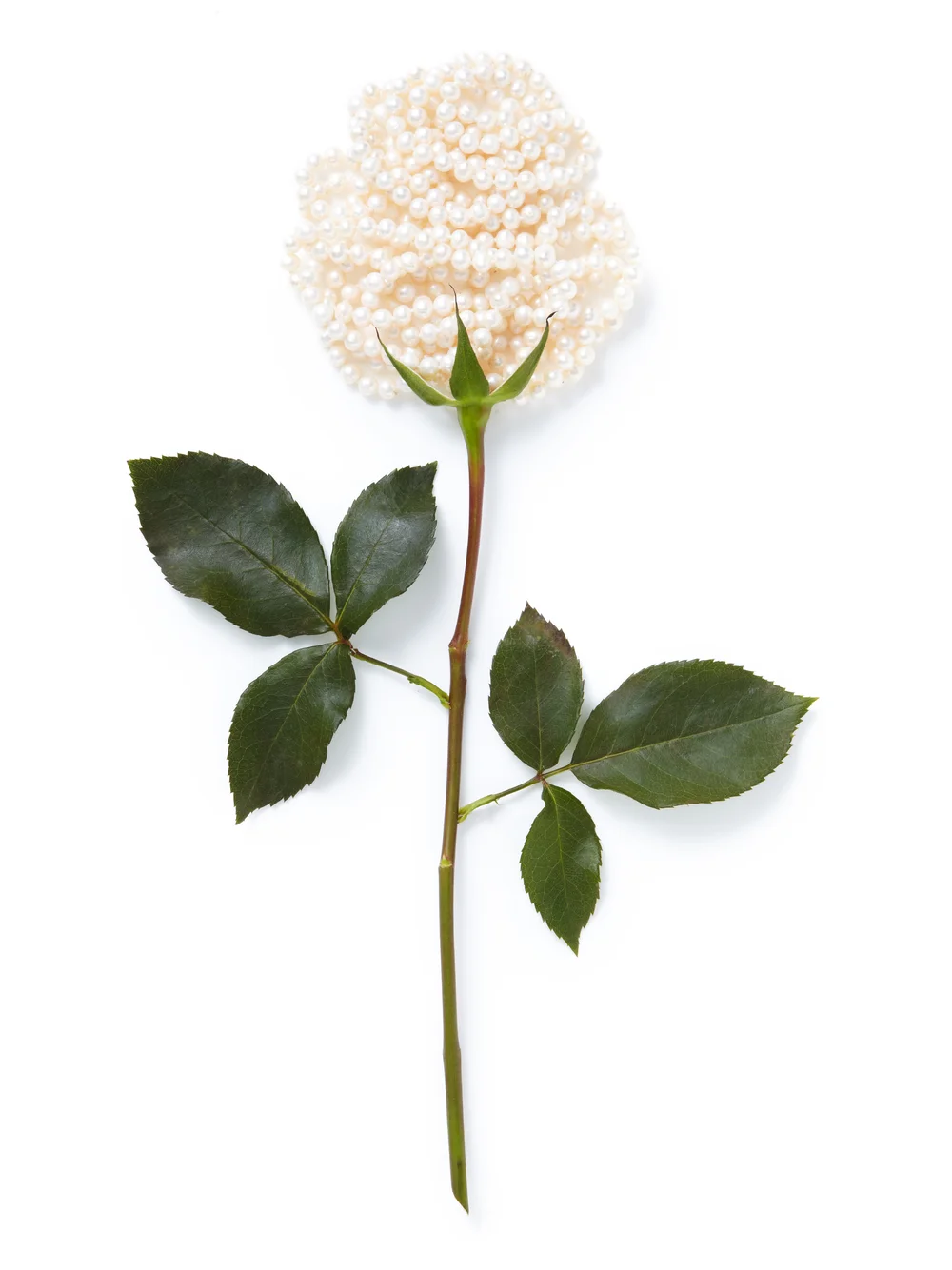 roses 3.jpg