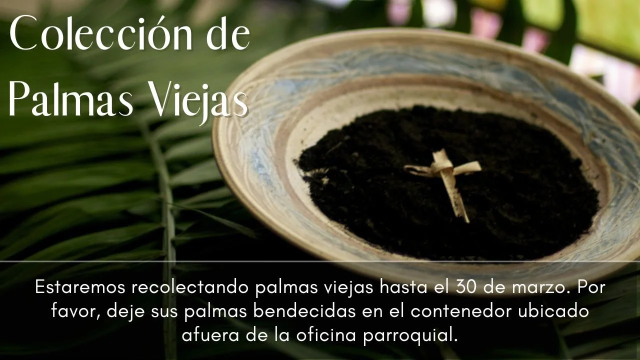 Collection of Old Palms (YouTube Thumbnail) (1).jpg