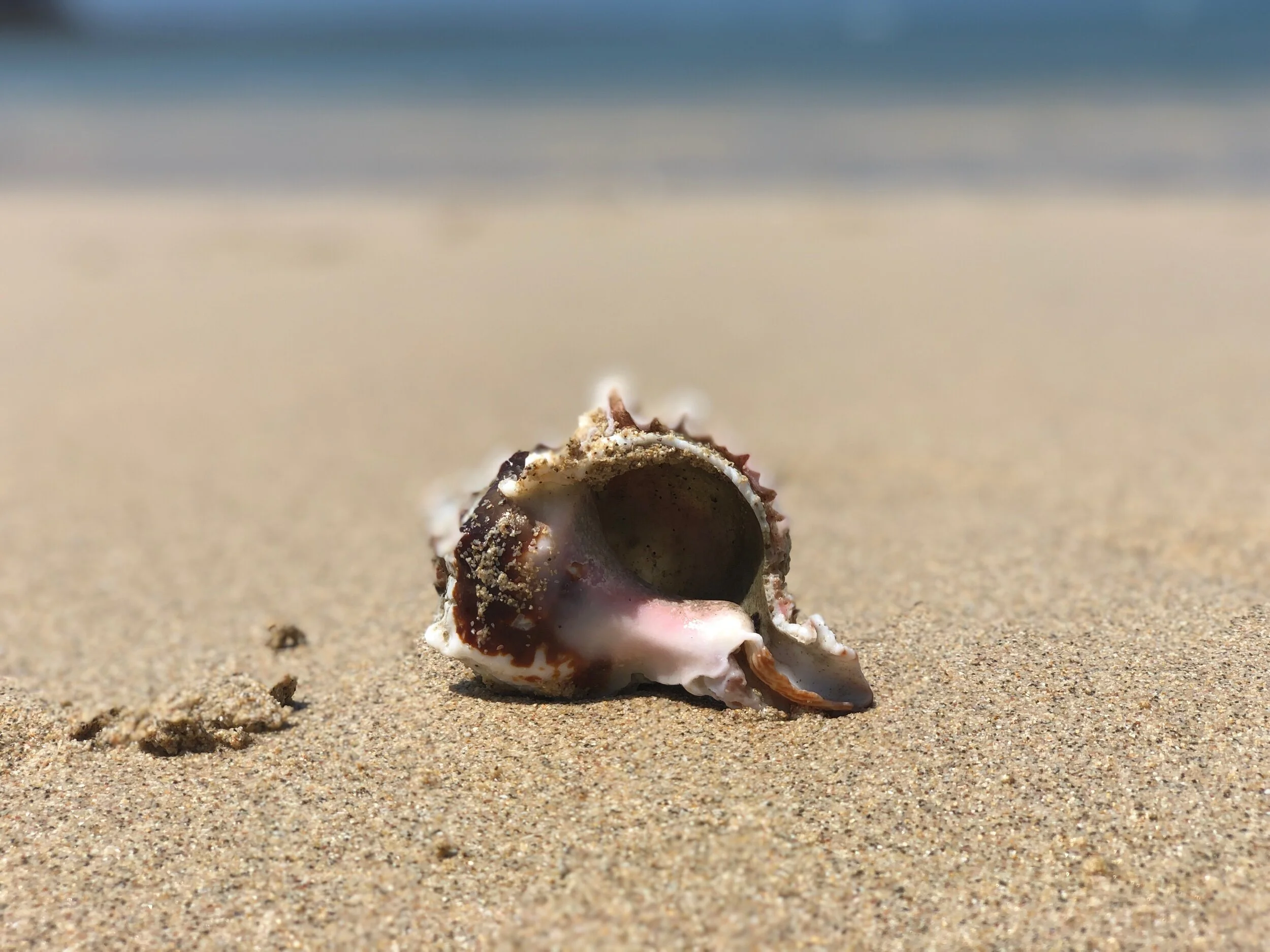 Gevangen in het paradijs (ook gepubliceerd in de Texelse Courant)