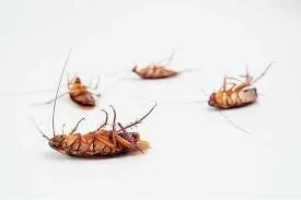 Creeping animals - Horrible things that nobody tells you about boat life part 3