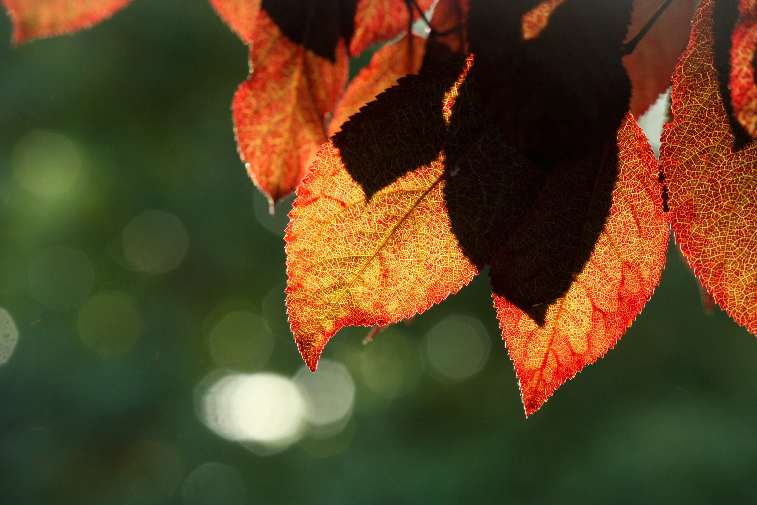 Spiritual Practice: Honoring Limitations