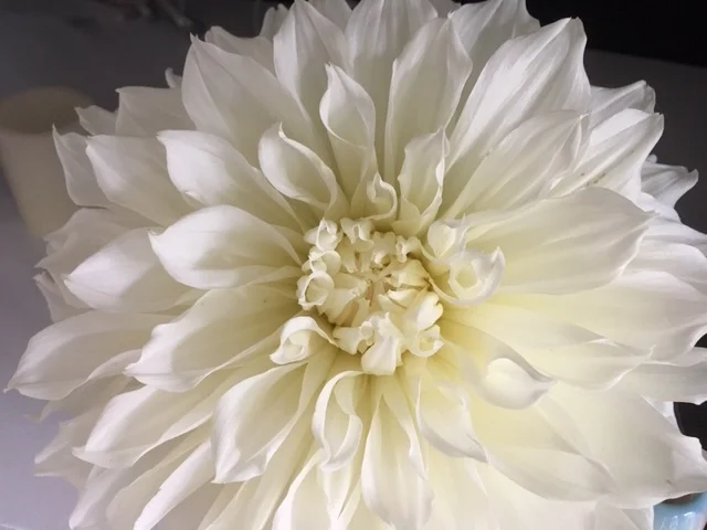 . . . But Don't Leave Out the Dahlias. . . 