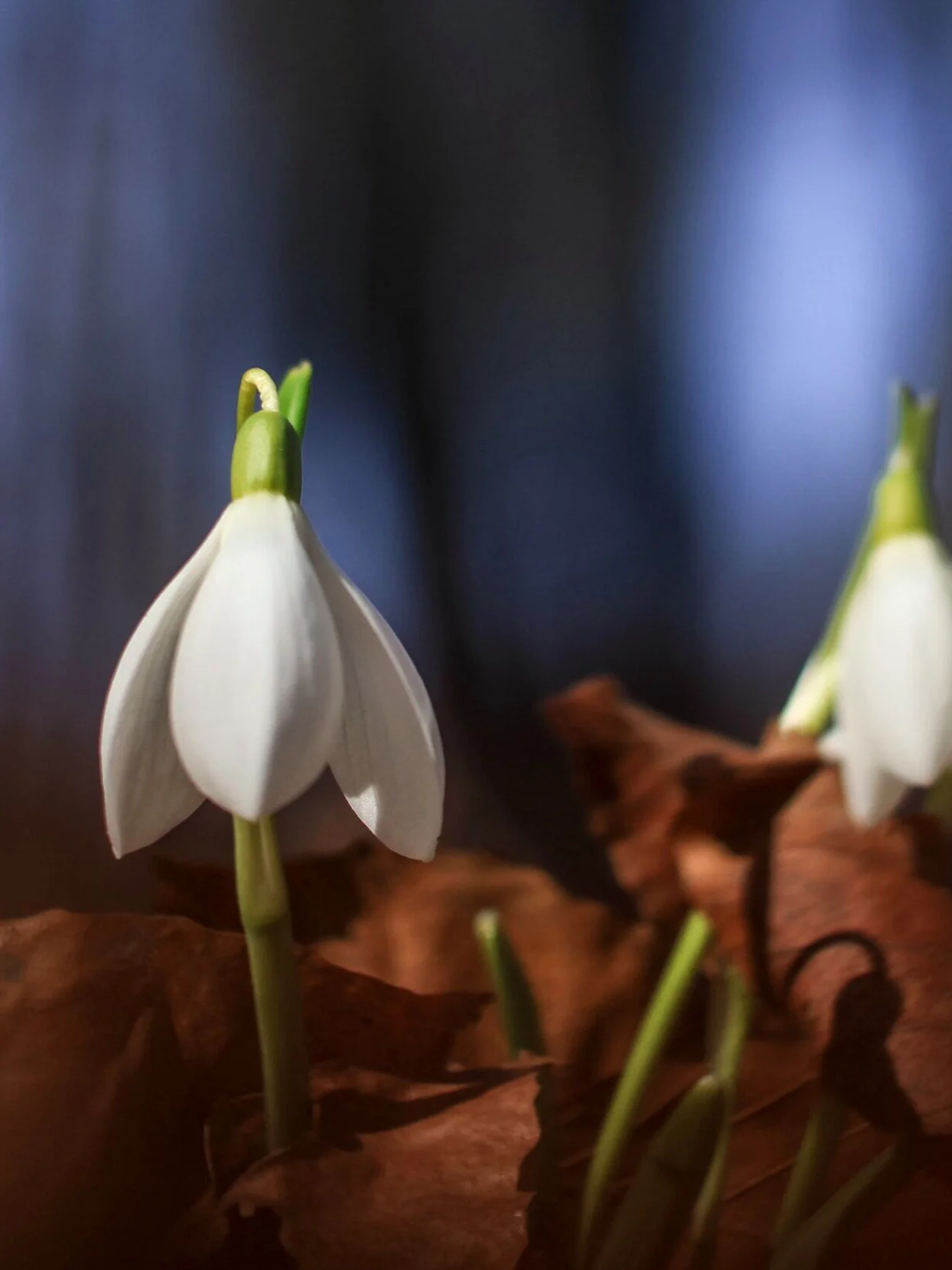 What the Resurrection Means to Me