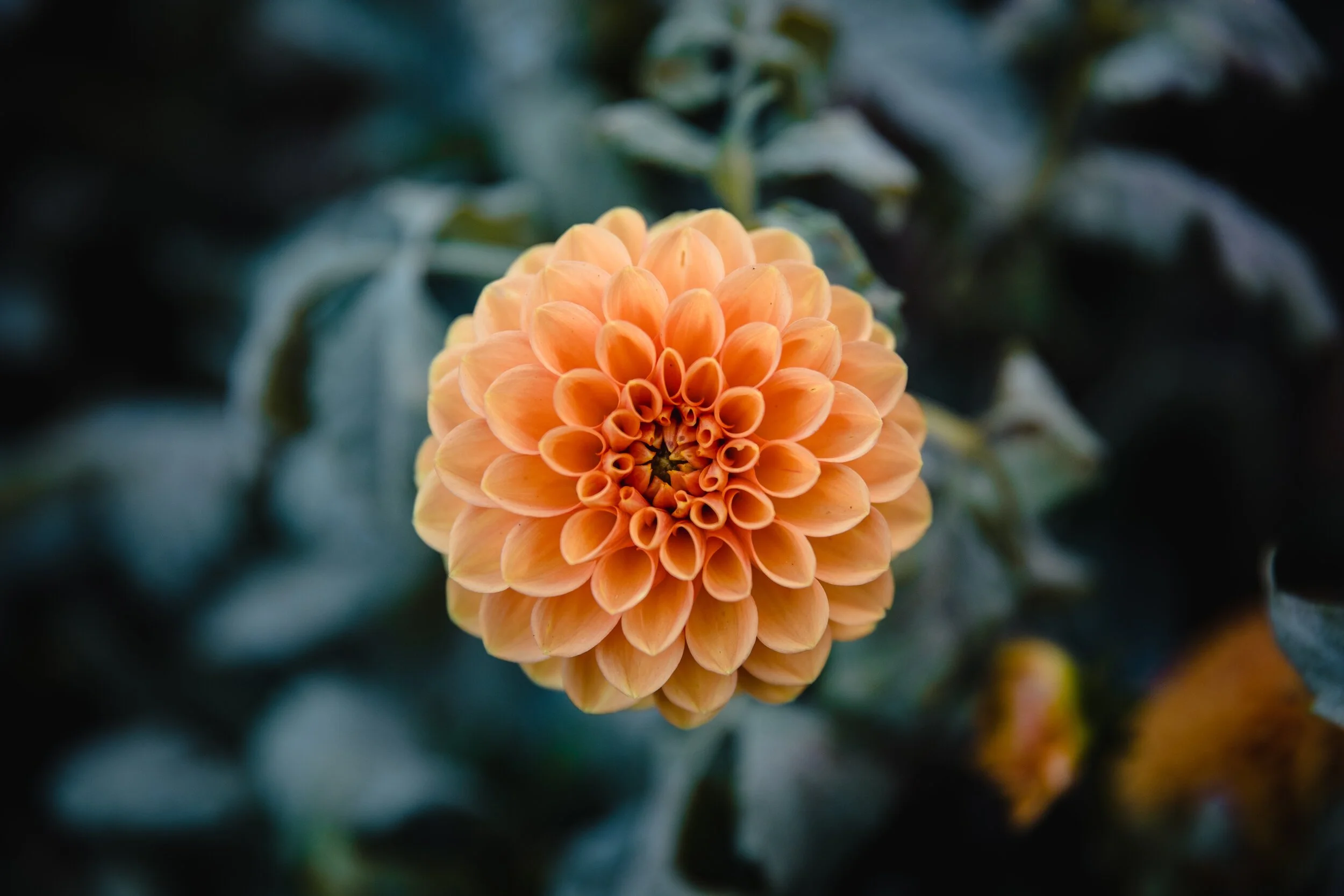 My Beloved Dahlias Have a Word for You