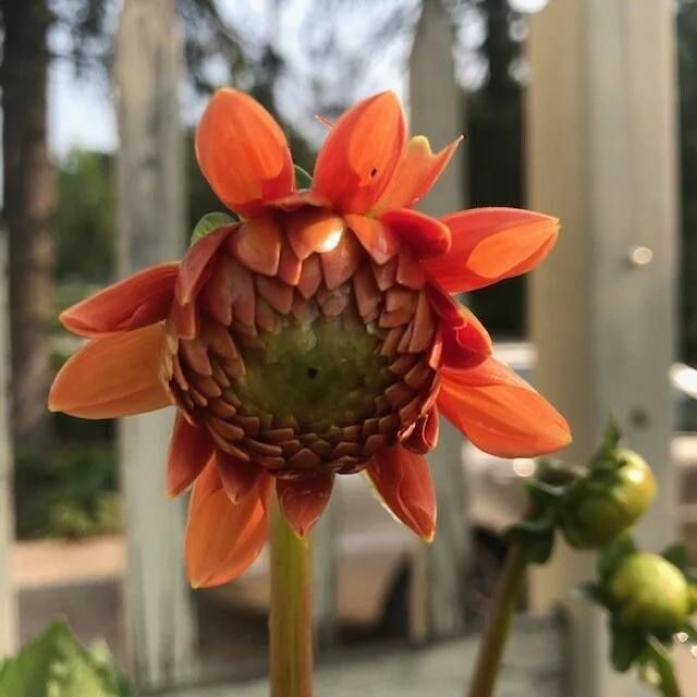 The Lord's Prayer, as Translated from the Aramaic