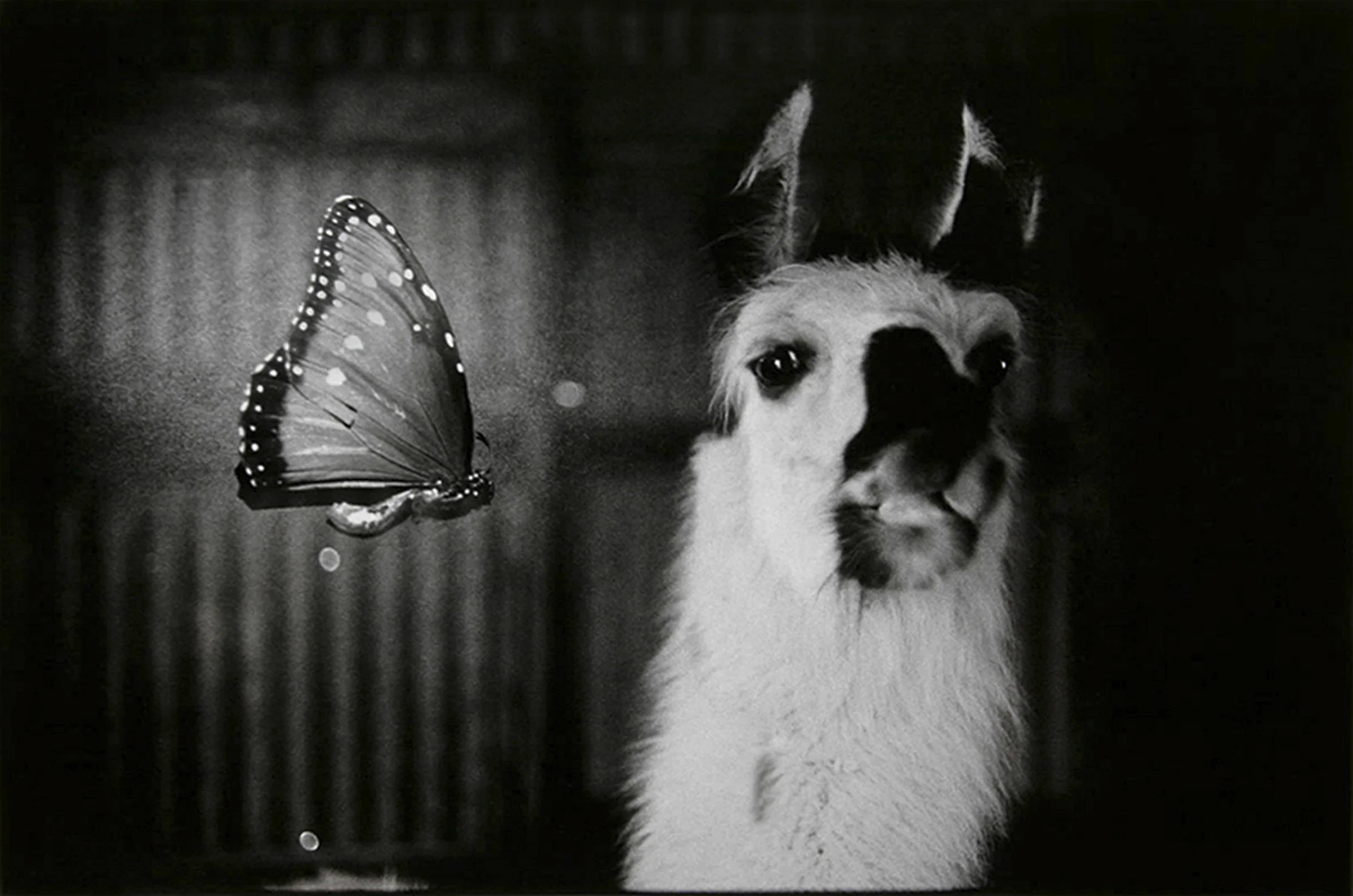 “Transitioning Strength” by Shelley Wood | Canon T-90 + Fuji Neopan Film