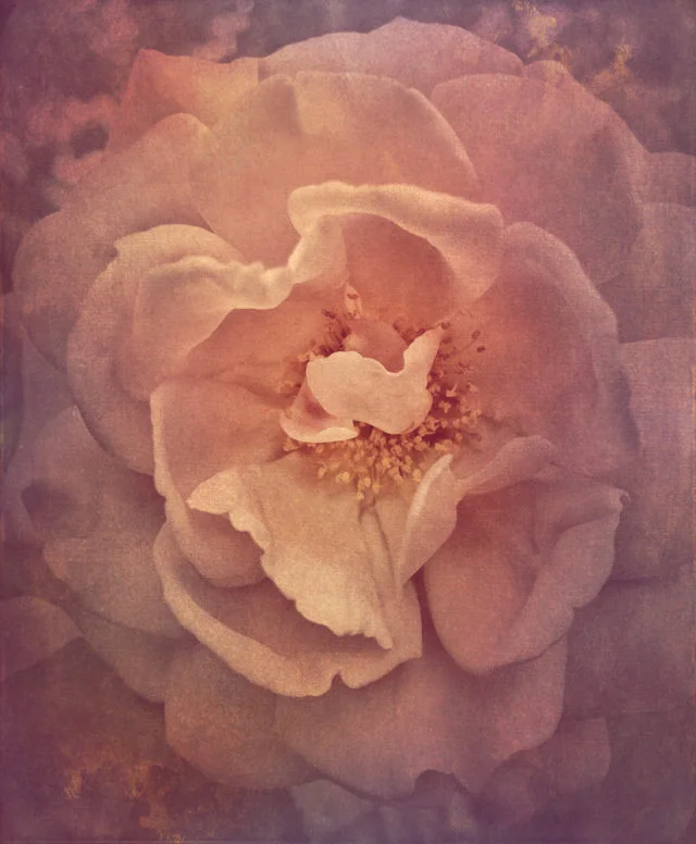 wendi-schneider-small-verbascum-640x853.jpg