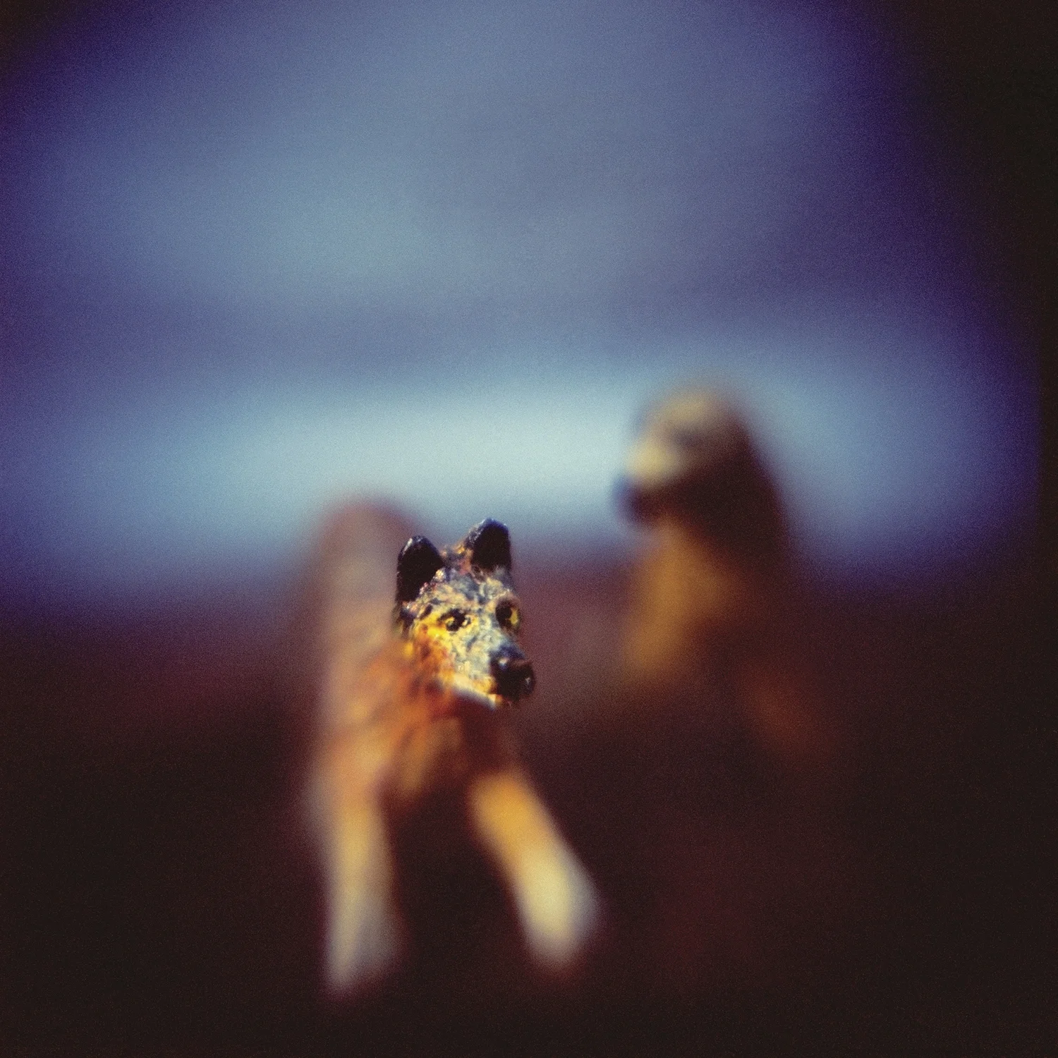 “The dogs enjoyed their vacation” from the series Hurricane Story
