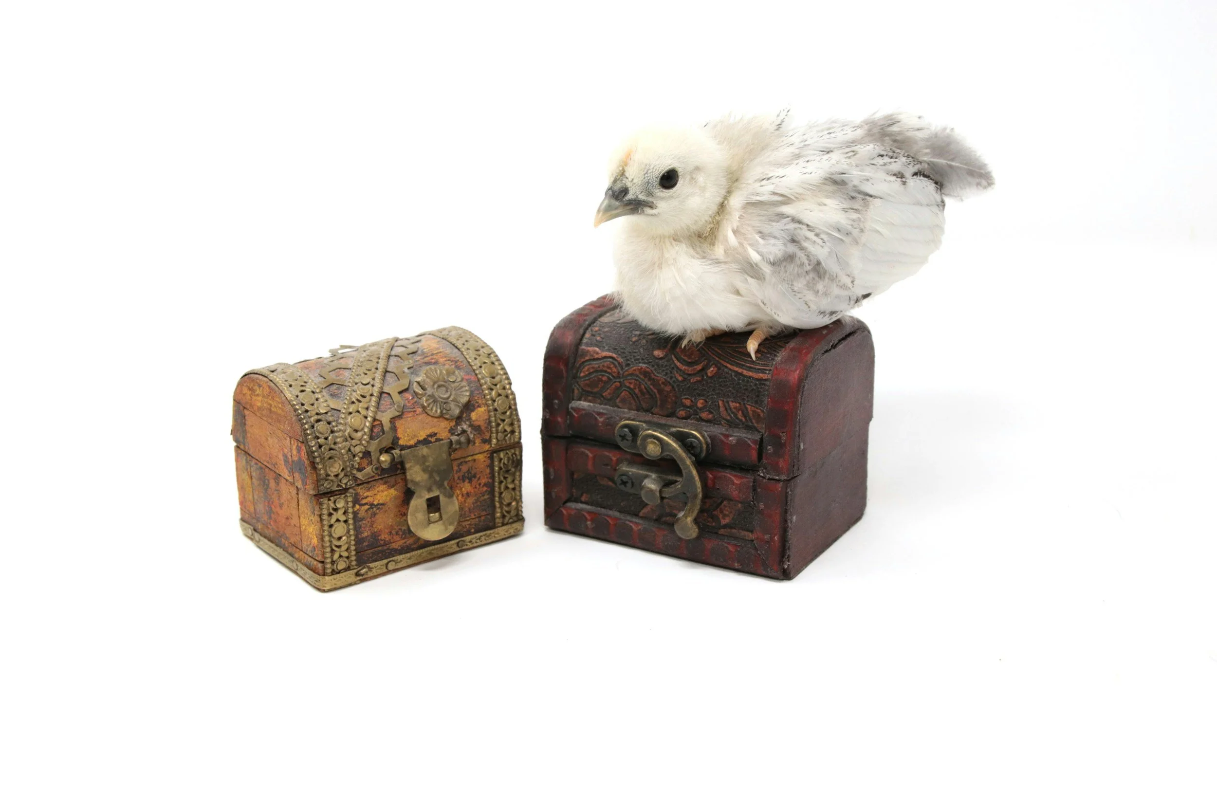 a young chicken sits atop one of two small treasure chests; white background