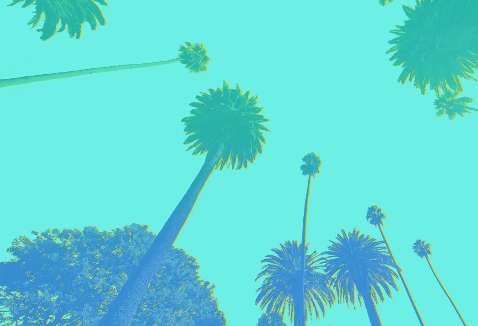 palm press.jpg