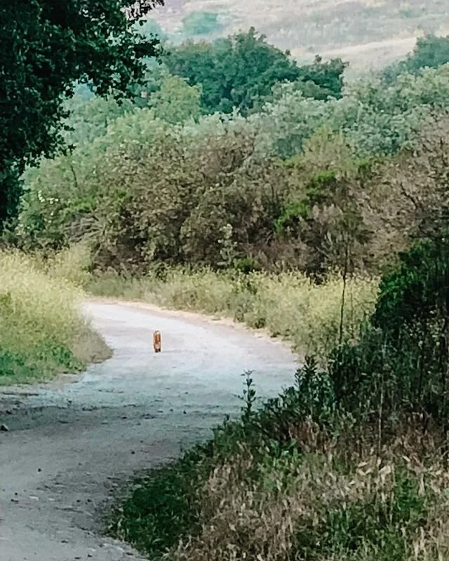Here kitty kitty ...