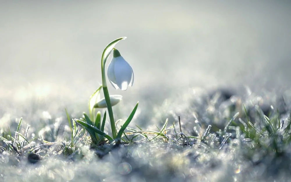 Flower-as-Snowdrop-1440x900.jpg