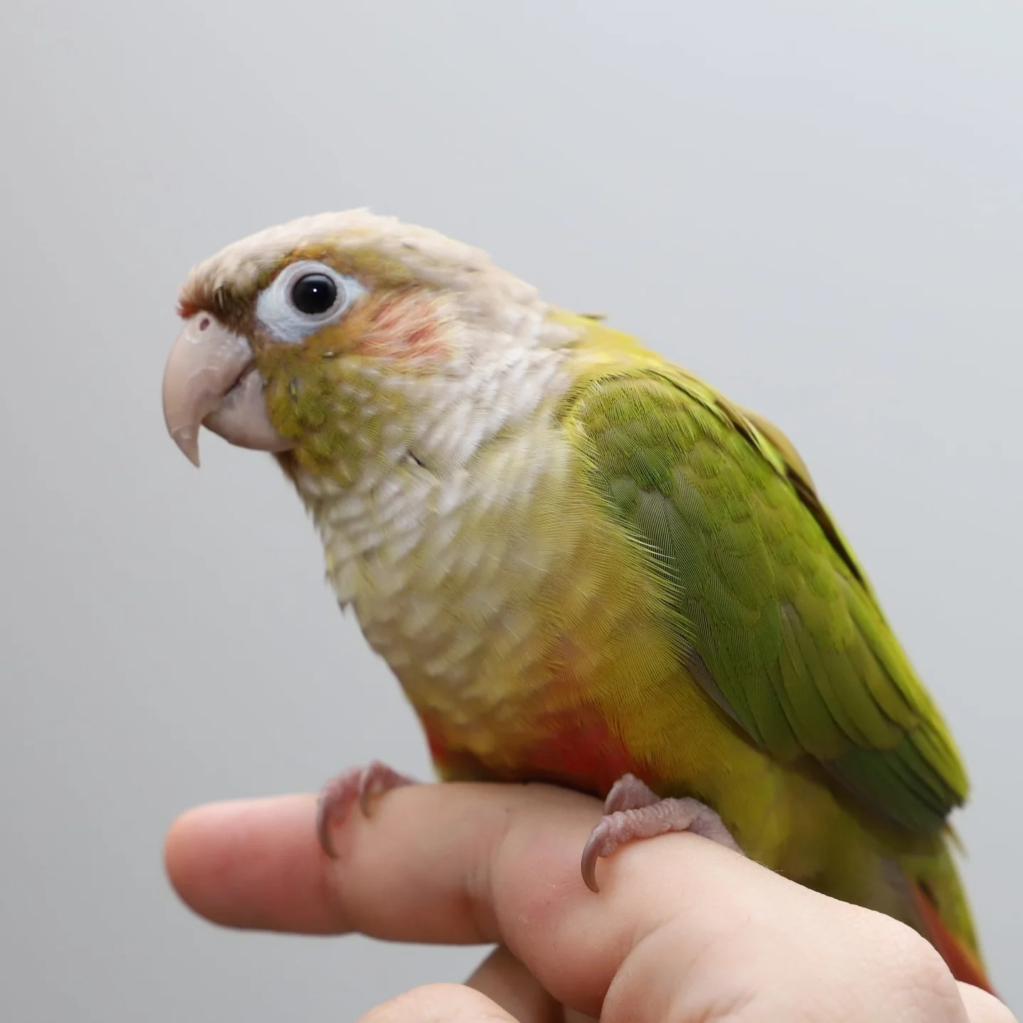 Mango Chili-lime , Human Resources Officer Mango is an exotic seed connoisseur and flight enthusiast, keen on doing whatever is within wings reach to make the world a better place.