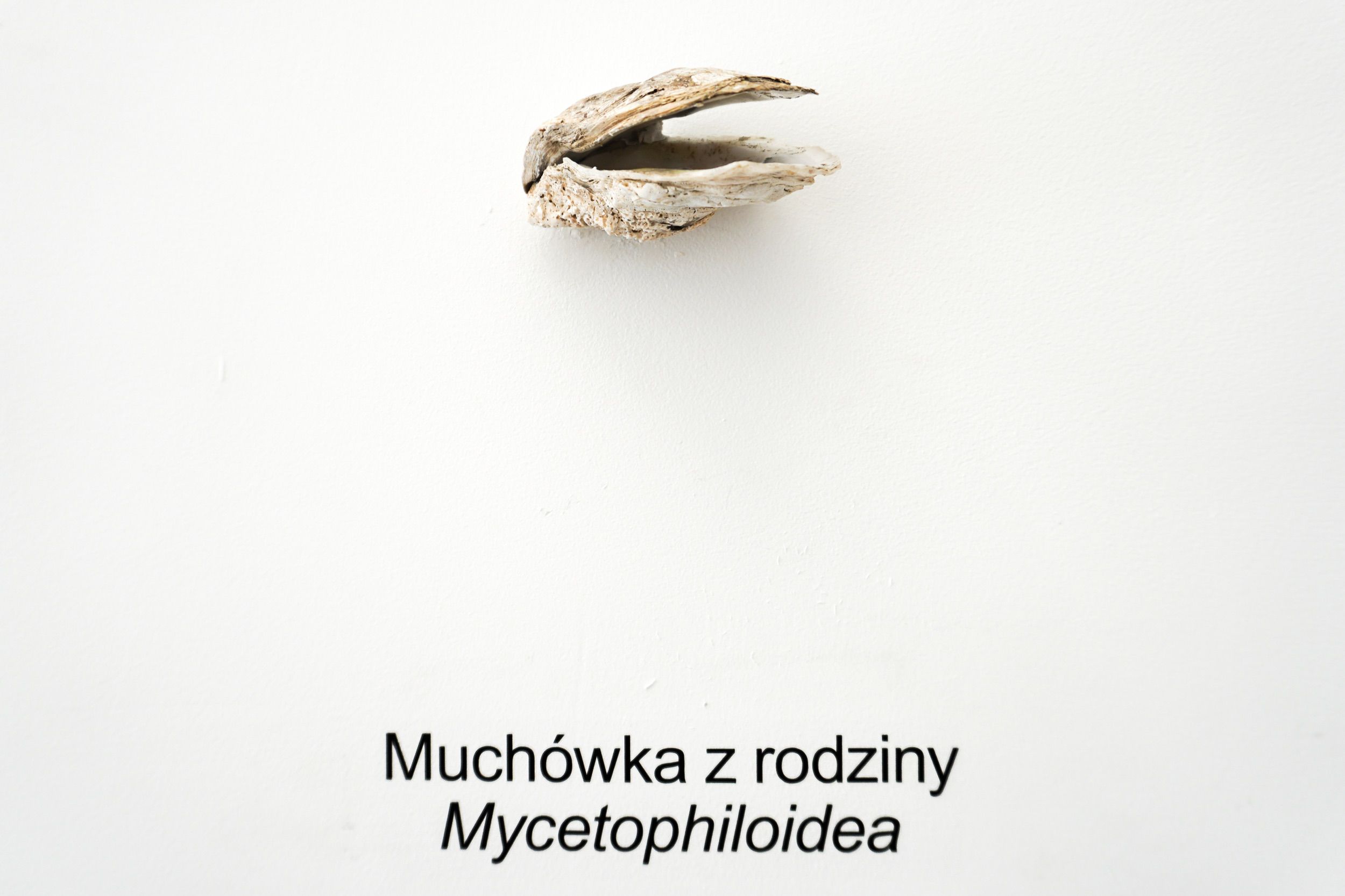  Adriana Ramić  Muchówka z rodziny Mycetophiloidea , 2018 Bivalve, vinyl Dimensions variable 