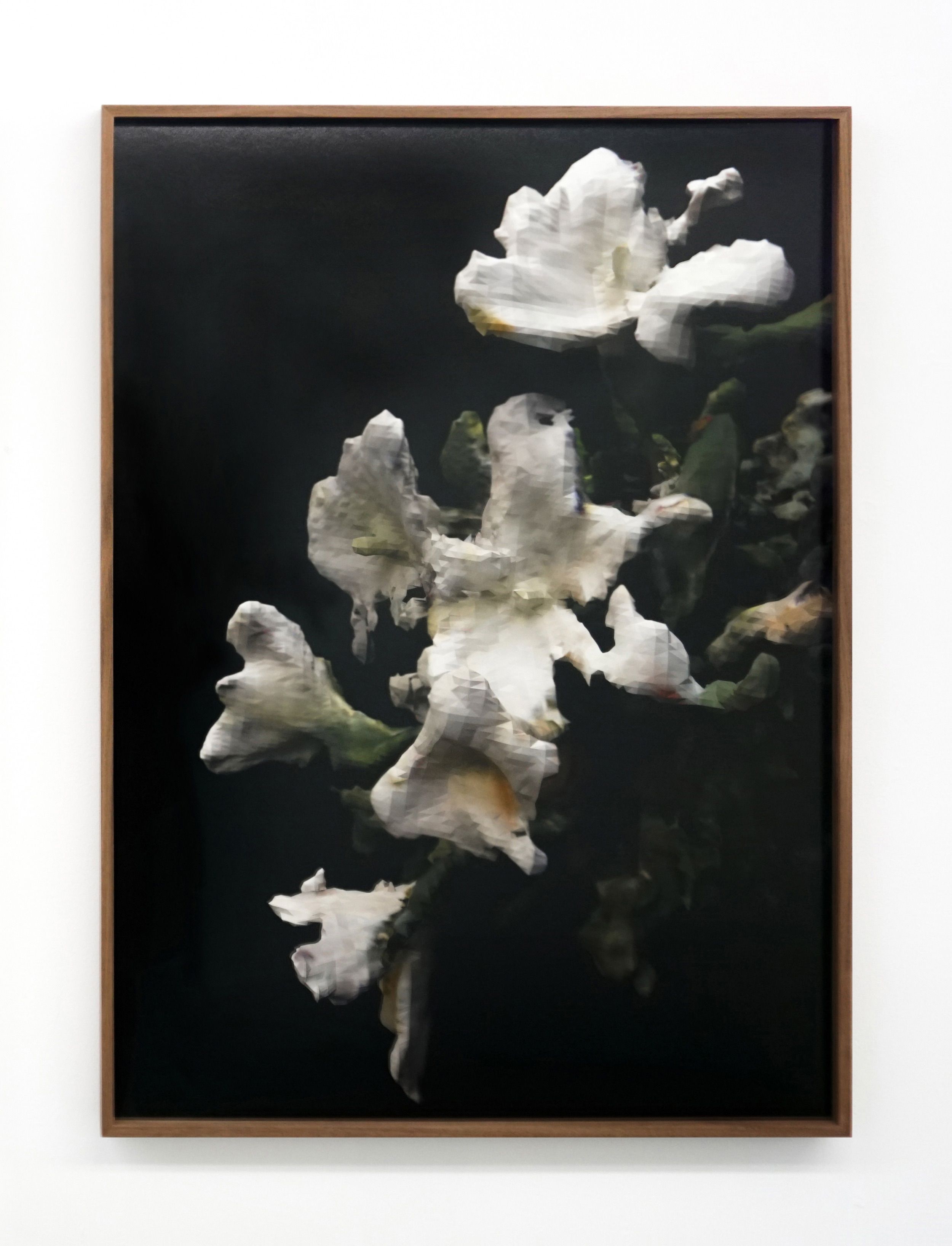  Rhonda Holberton  Lilium Candidum, Rosa ‘Madame A. Meilland’, Alstroemeria (Night II) , 2018 Framed inkjet print 39 x 28 inches Edition 1 of 3 + 2 AP 