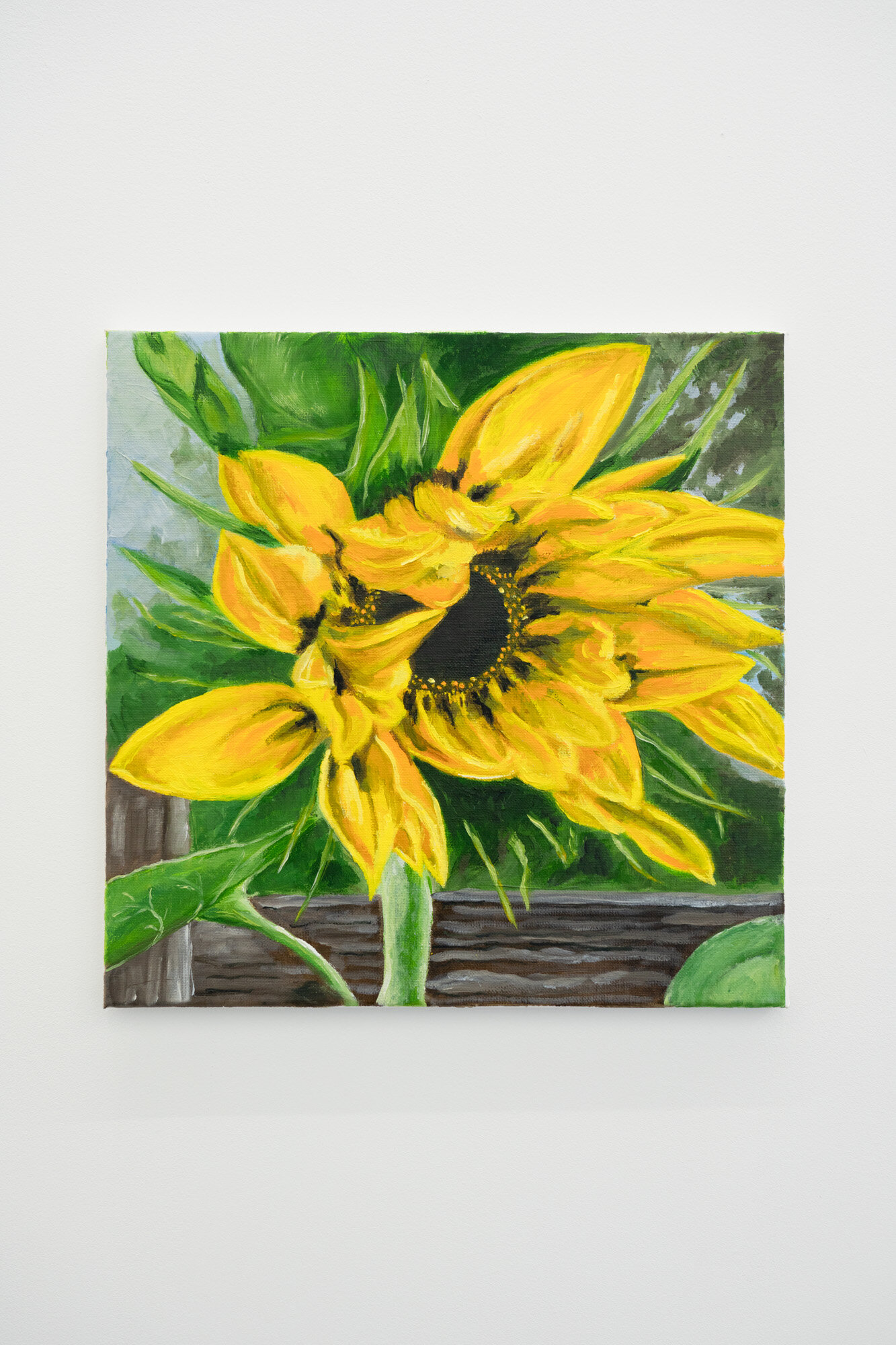  Shana Sharp  Mammoth Sunflower , 2019 Oil on canvas 14 x 14 inches 