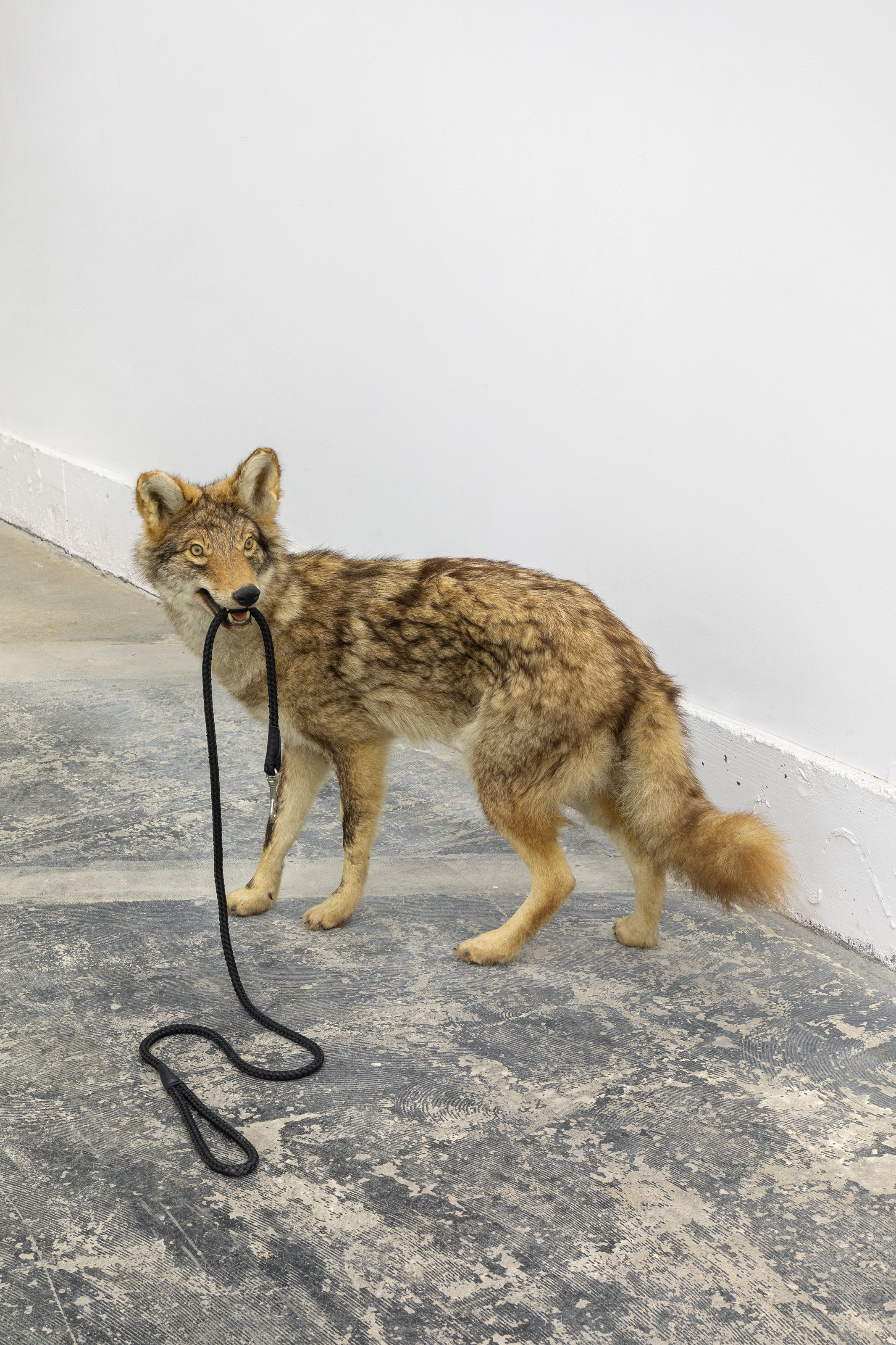  Hugo Montoya  Doggie , 2022 Taxidermy, leash 