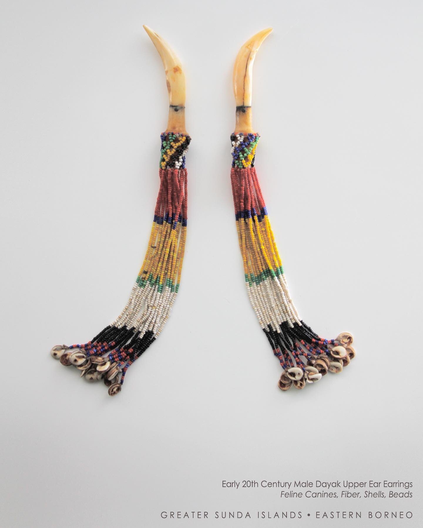 Early to mid 20th century #Kelabit earrings worn by men in piercings placed in the upper cartilage portion of the ear. The tooth adornments would be proudly displayed in the front of the ear while the bead decorations would suspend behind the ear. 

