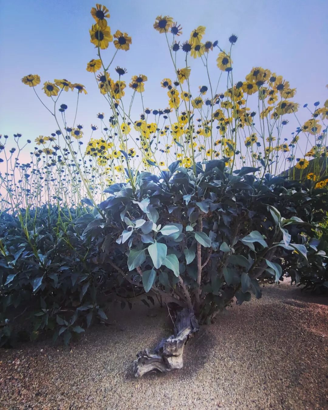 Palm Canyon Ca. Flowers
#palmcanyon #davehendersonalpinephotos #davehendersonalpine