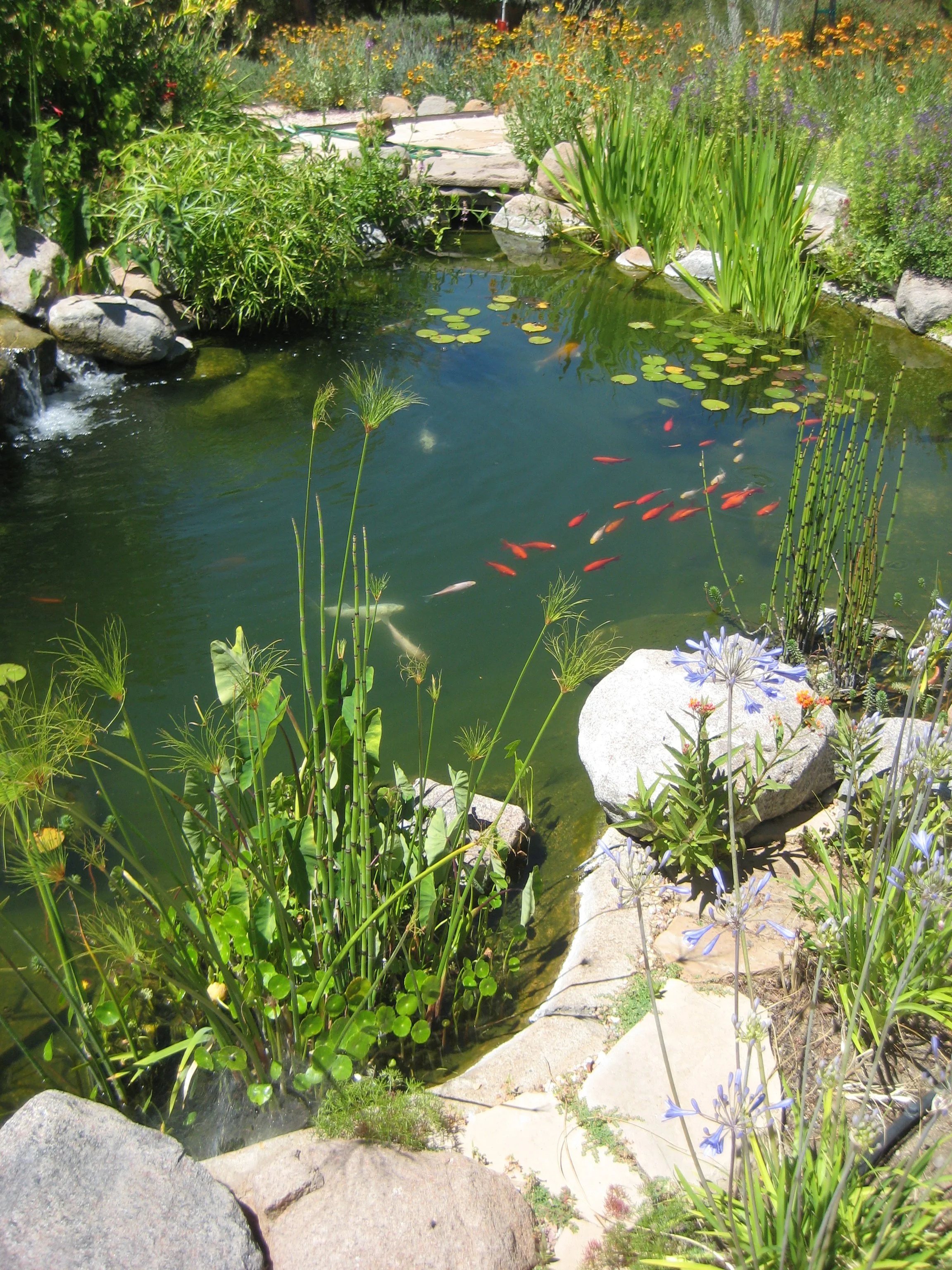 How to Make A Garden Pond | Cheap and Easy