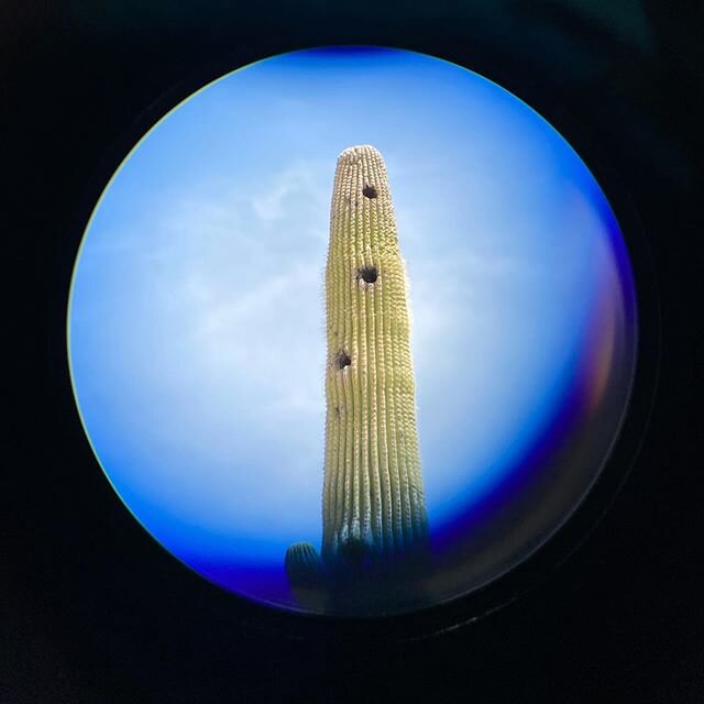 Still learning how to use a phone mount with my spotting scope. *Aesthetic as hell though* #celestron #spottingscope #spotting #aesthetics #vibe #cactus #quail #arizona #igaz #optoutside #fountainhills