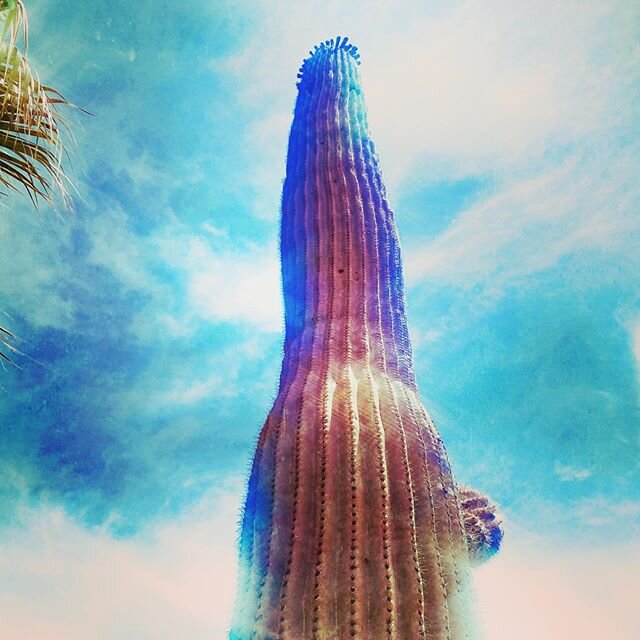 Life is but a dream✨ #arizona #cactus #vibe #aesthetic #lifeisbeautiful #lifeisbutadream #feelgood #optoutside #dreamy