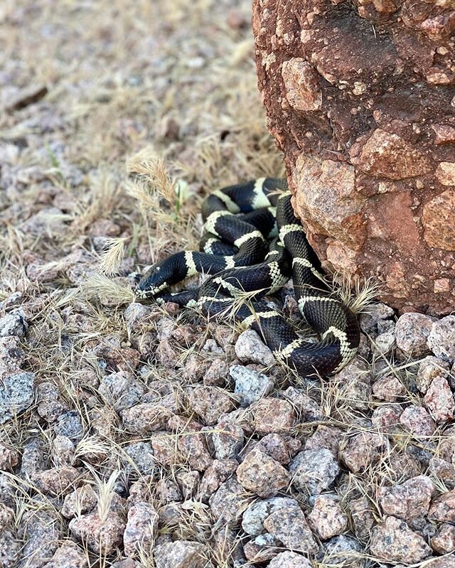 I made a beautiful new friend today. #arizona #snake ##arizonawildlife #kingsnake #kingsnakesofinstagram #beauty #snakesarecool #lampropeltis