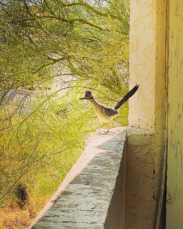 This small dinosaur is definitely stalking my family. #roadrunner #birder #birdsofinstagram #arizona #birdwatching #wildlife