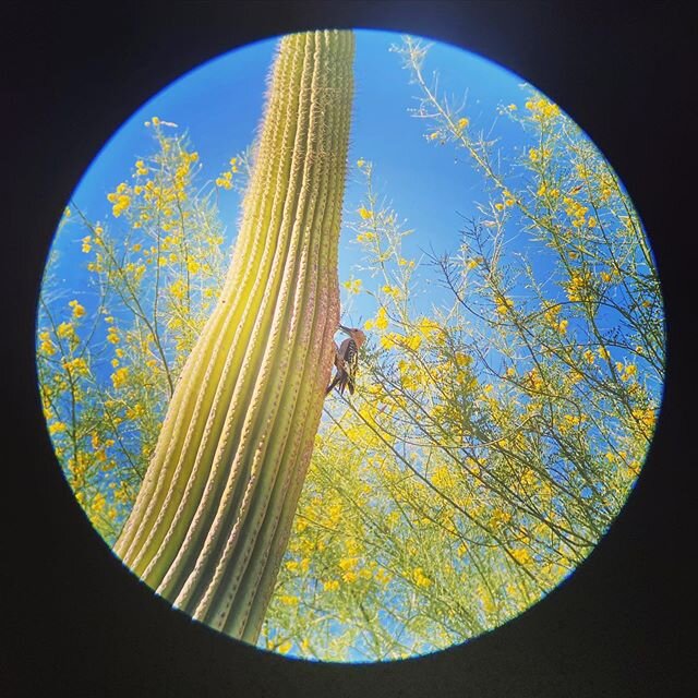 On this weeks episode of invasion of bird privacy I present to you the Gila woodpecker #Melanerpesuropygialis #gilawoodpecker #birder #birdsofinstagram #birdwatching #arizona #saguaro #cactus #spottingscope